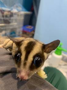 Suger glider pair