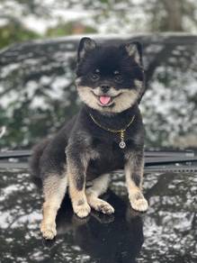 pomeranian puppies q