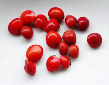 天然相思豆 / Matural Jequirity Beans