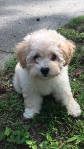 Wiggly Maltipoo Maltise Poodle  Puppy Dog