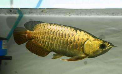 24k goden crossback 13 inch-wholesale price