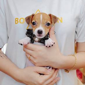 Jack Russell