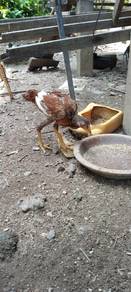 ayam baik