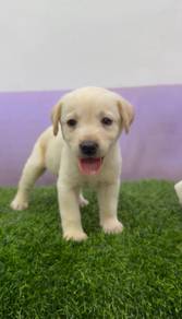 Labrador cream with mka microchip