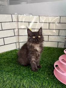 Mainecoon female kitten