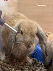 Rabbit for sale