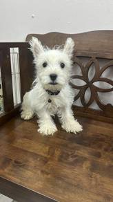 西高地男 west highland terrier male
Westie
Male 