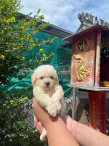 poodle