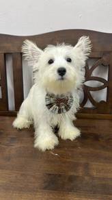 西高地男
Westie
Male 
