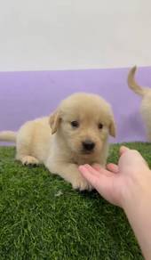 Golden retriever pups