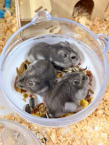 Dark gray winter hamster