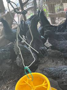 Ayam cemani