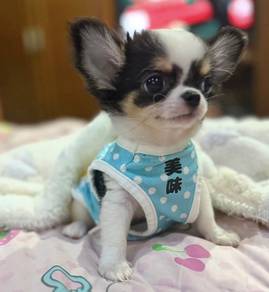 CHIHUAHUA PUPPIES VIP141🌷Head Apple Cute Dog