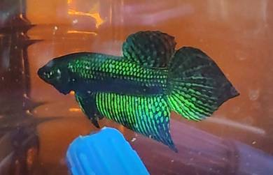 Betta alien set 4 ekor