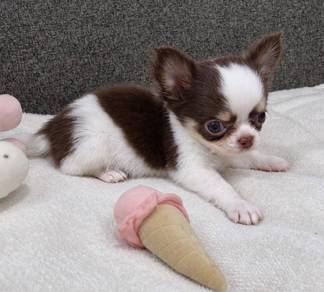 CHIHUAHUA PUPPIES VIP227🌷Head Apple Cute Dog