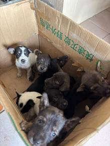 free puppies