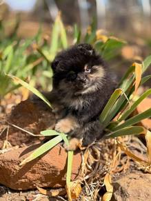 pomerian puppies available 