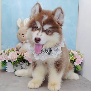 Husky