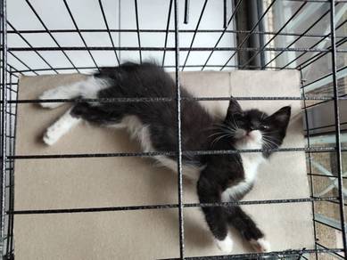 Tuxedo Kitten! 🐾