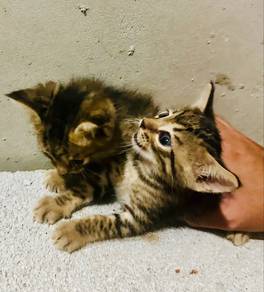 Anak Meow Bengal Mix