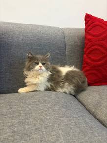 persian bicolour blue