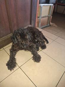 miniature poodle