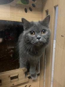 british longhair mix ( blh )