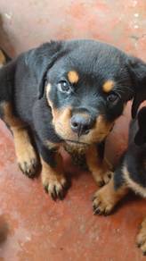 Rottweiler