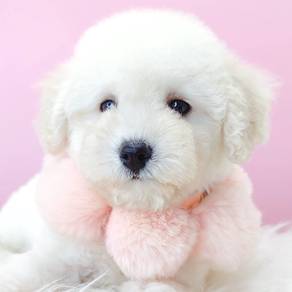 Poodle Toy