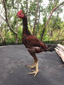 ayam pama iq umur 3 bulan
