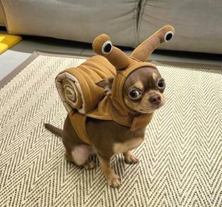 Chihuahua
