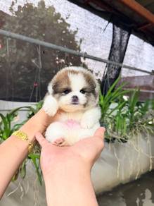Pomeranian