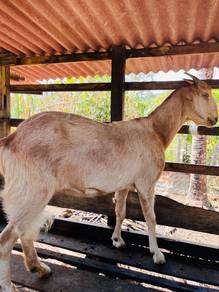 KAMBING Betina