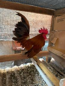 Ayam Katik Chabo & Lokal