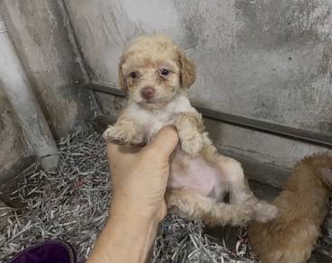Toy poodle
