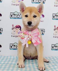Shiba Inu