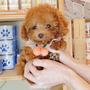 Poodle