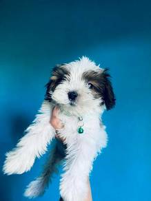 Shihtzu,