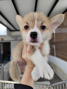 Corgi puppies male only
