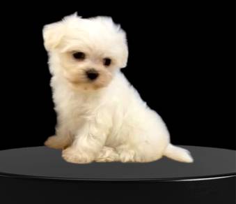 Maltese teacup size adorable puppies