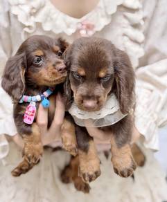 MINIATURE DACHSHUND Puppies VIP26🐻 Male~ Female