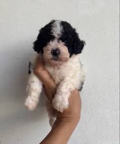 Toy Poodle