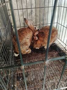arnab induk sepasang