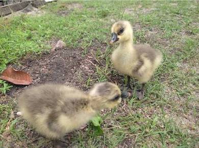 Anak angsa kelabu goose gosling bird itik 