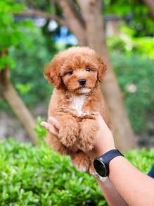 maltipoo puppy 