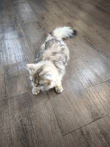 British Long Hair Golden