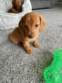A2238 Huggable Dachshund cuddles,playful puppy Pup