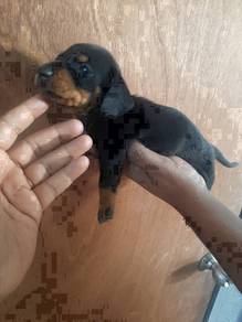 Miniature Dachshund black and tan male