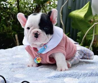 FRENCH BULLDOG PUPPIES VIP11 🌻Cute Puppy