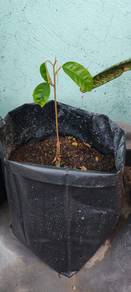 Anak Pokok Durian Duri Hitam